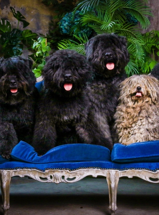 Bouvier Des Flandres Look4dog Com