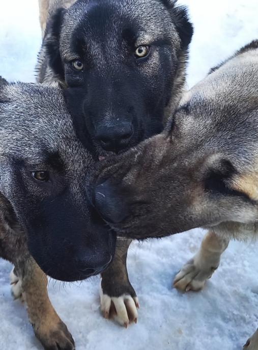 Kangal Anatolijska Vivcharka Tureckij Kangal Look4dog Com