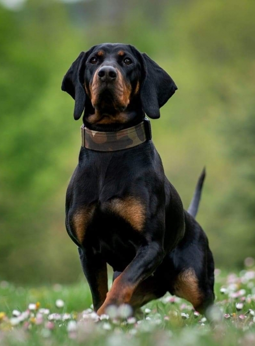 Polish Hound - Wikipedia