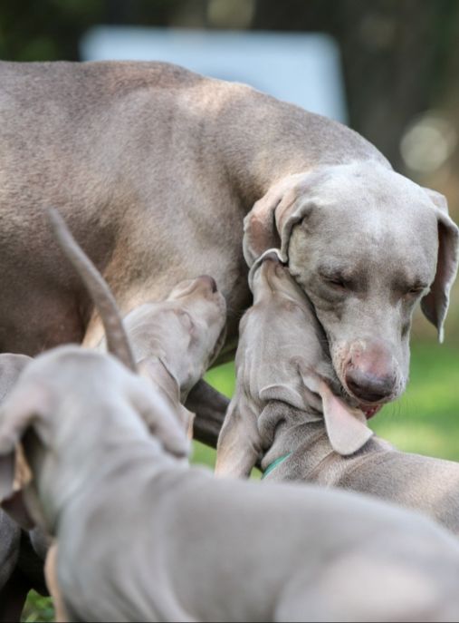 Greenhill Greys weimaraner