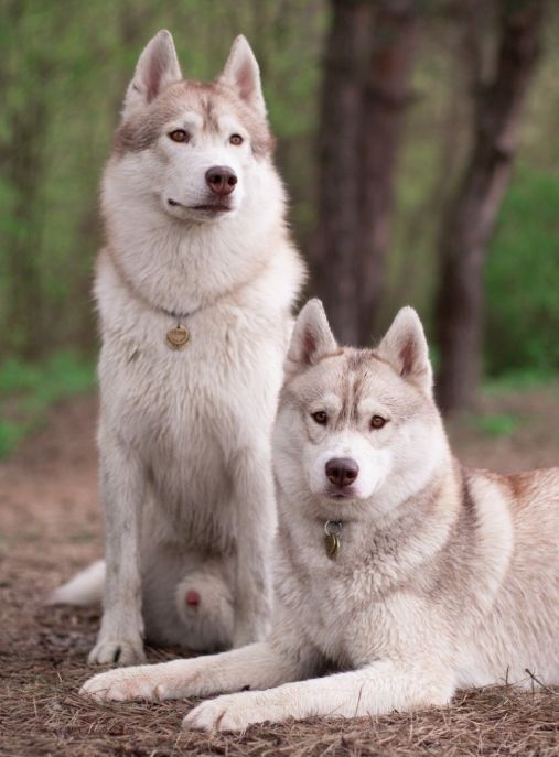 Minsky Siberians