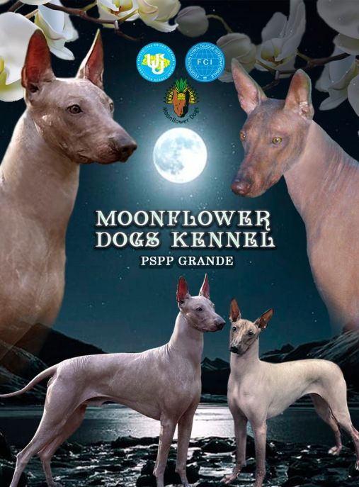 Moonflower dogs