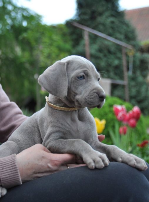 Weimaraners House