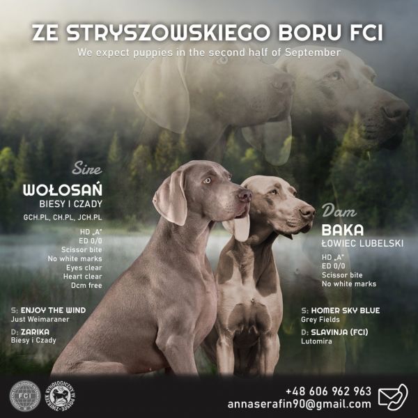 Weimaraner fci hot sale