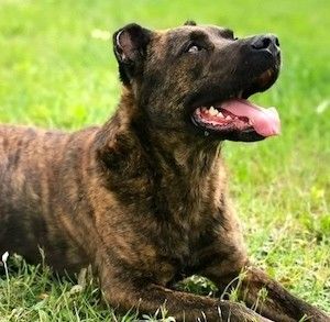Cão Fila de São Miguel Dog Breed Information, Pictures