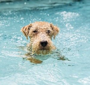 los lakeland terriers son buenos con los gatos