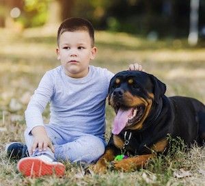 los rottweiler pueden comer uvas