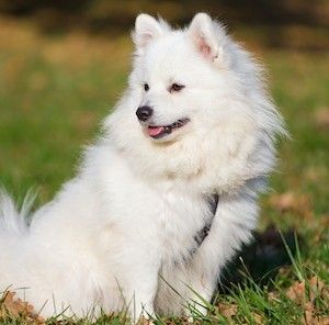 como cuidar a un perro spitz japones