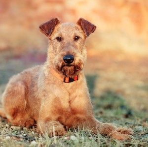 Ирландский терьер (Irish Terrier)